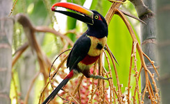 COSTA RICA TOURS