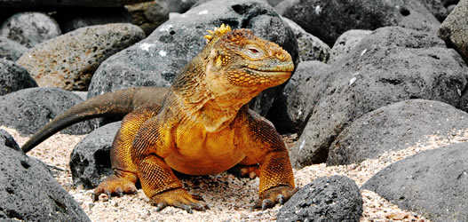 christmas ecuador galapagos