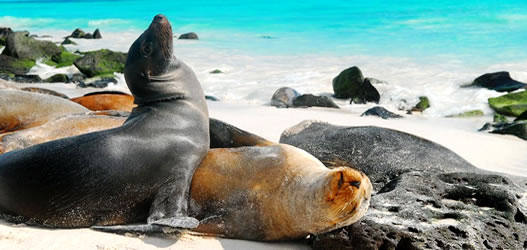 christmas in galapagos yacht